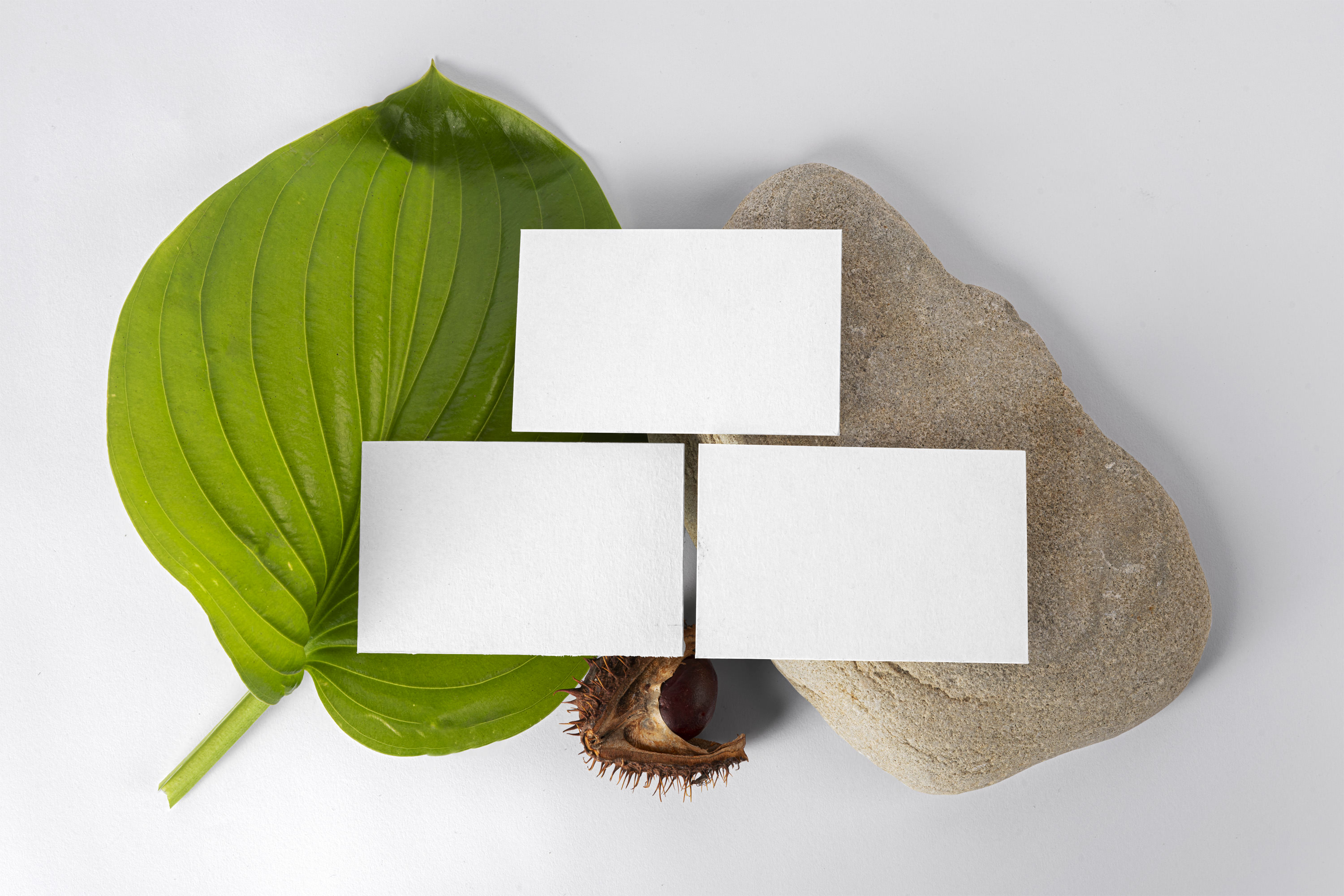 Free Business Card Mockup